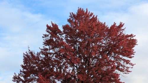 October 2025 Red Leaves in Tree, 